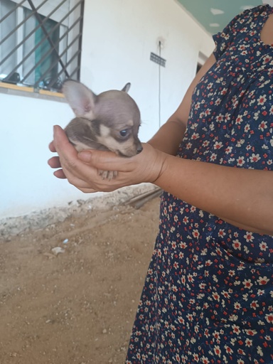 chihuahua mini toy