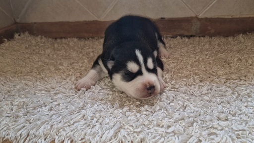 Husky siberiano